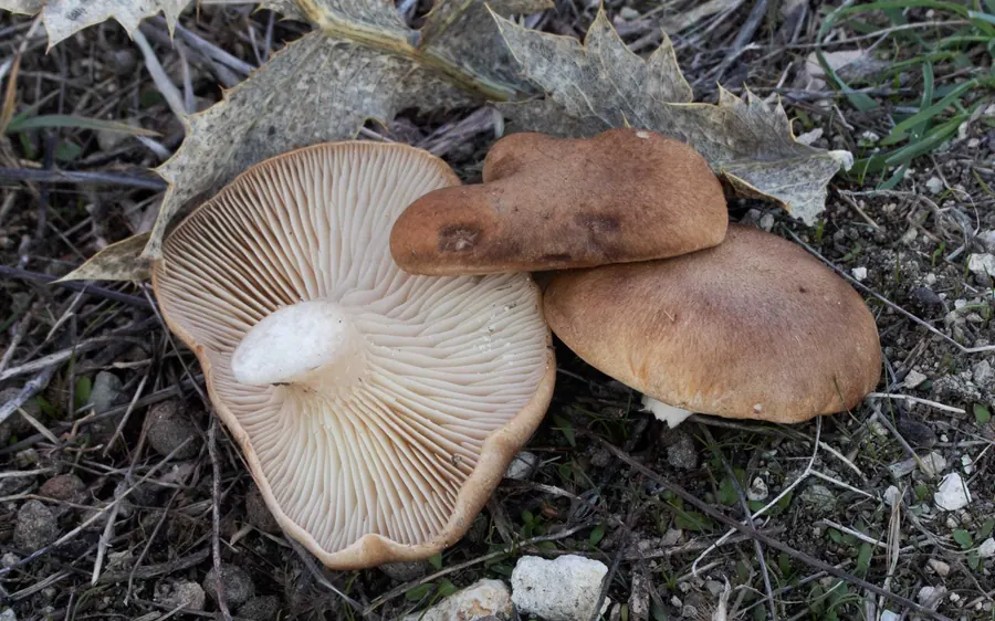 Setas de cardo (Pleurotus eryngii) silvestres de sombrero pardo junto a hojas secas de cardo corredor (Eryngium campestre), una vuelta para mostrar las láminas