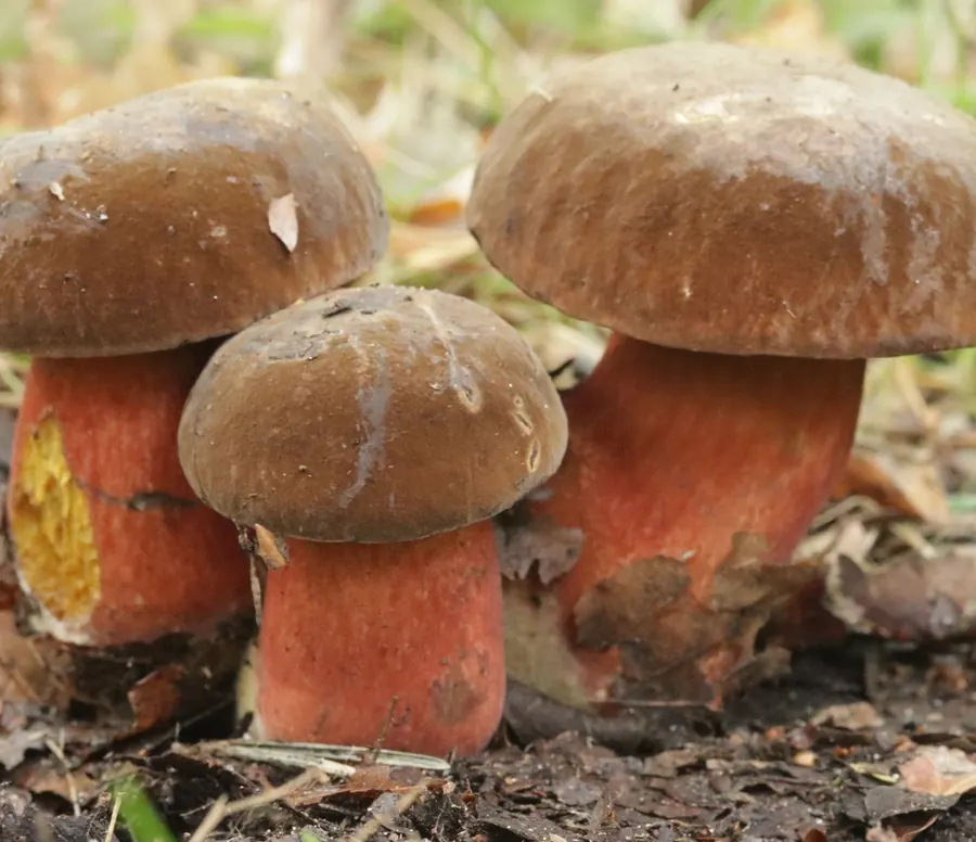 Tres boletus de pie rojo (Neoboletus erythropus) creciendo entre hojarasca, con sombrero pardo y pie rojo