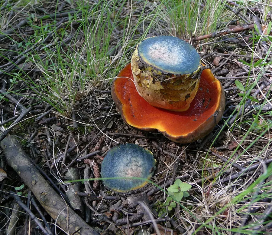 Boletus de pie rojo (Neoboletus erythropus) con poros rojos y pie punteado de rojo