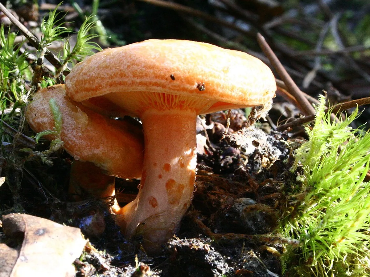 Dos Lactarius deliciosus (Níscalos) silvestres de color naranja entre musgo y pinocha, con el pie marcado por manchas anaranjadas