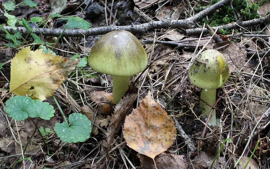 Oronja verde (Amanita phalloides), seta mortal, con sombrero verde oliva