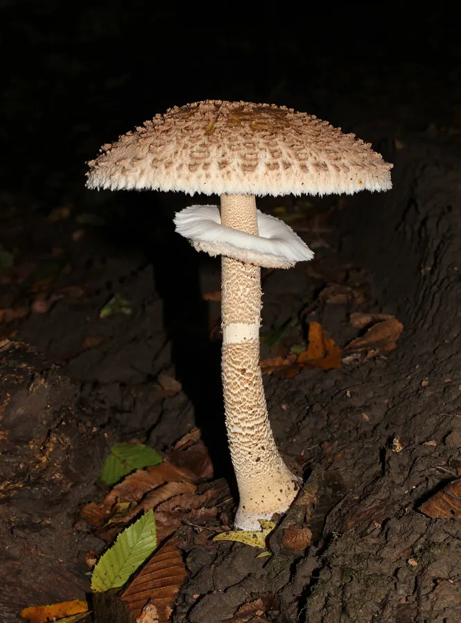 Parasol (Macrolepiota procera) con sombrero escamoso y pie atigrado